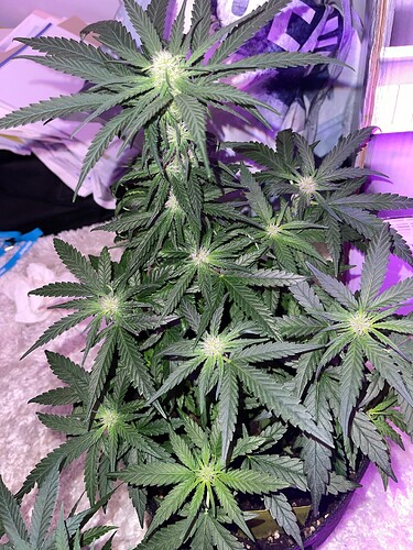 Growreport Bild 7