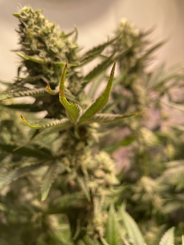 Growreport Bild 2