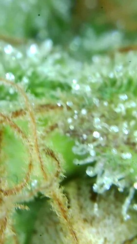 Growreport Bild 44