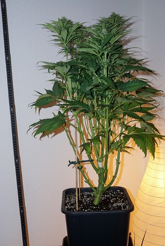 Growreport Bild 6