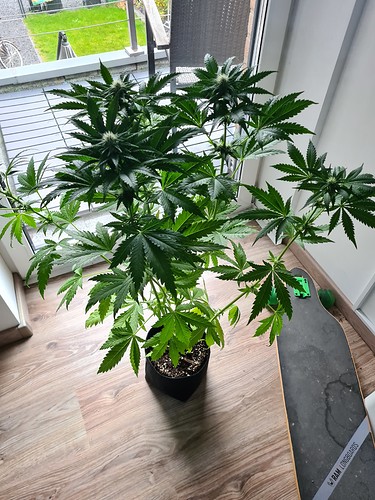 Eine blühende Cannabispflanze in einem schwarzen Stofftopf steht auf einem Holzboden neben einem Longboard.
