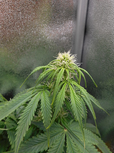 Growreport Bild 5