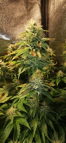 Growreport Bild 29