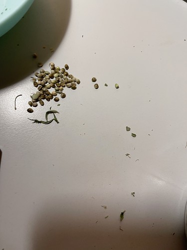 Growreport Bild 31