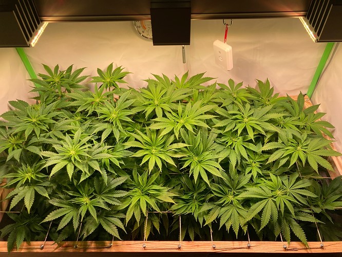 Growreport Bild 1