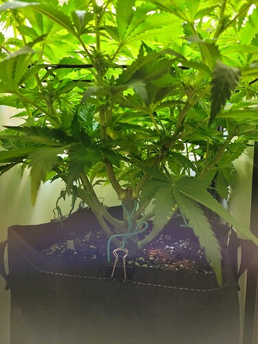 Growreport Bild 3
