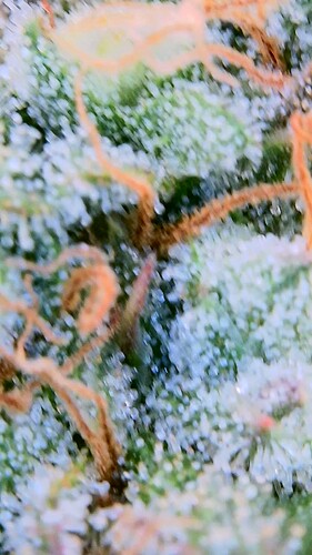 Growreport Bild 6