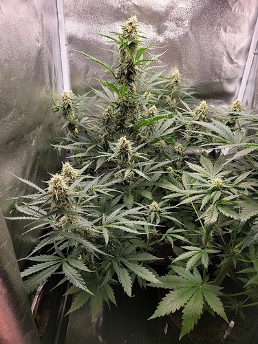 Growreport Bild 6
