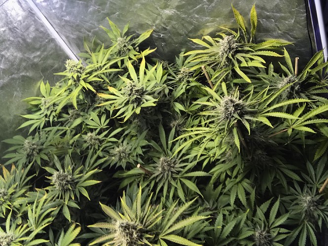 Growreport Bild 16