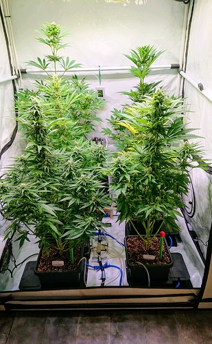 Growreport Bild 1