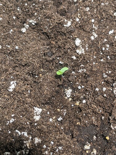 Growreport Bild 7