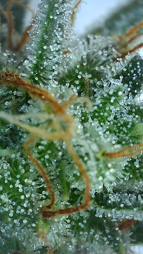 Growreport Bild 3