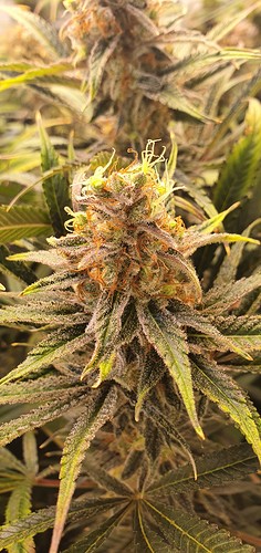 Growreport Bild 13