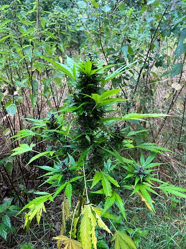 Growreport Bild 3