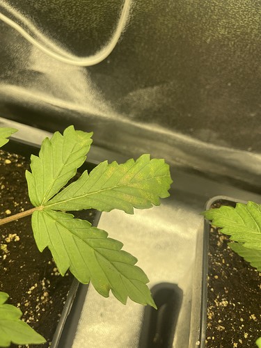 Growreport Bild 2