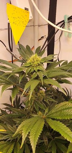 Growreport Bild 2