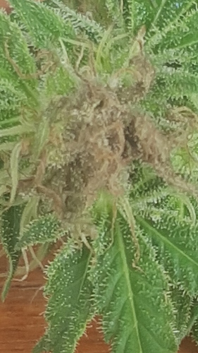 Growreport Bild 12