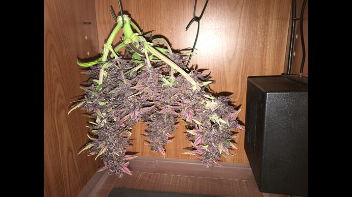 Growreport Bild 7