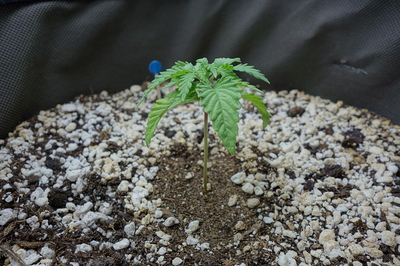 Ein junger Cannabiskeimling mit mehreren Blättern steht in einem Topf mit Erde und Perlit.