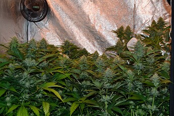 Growreport Bild 10