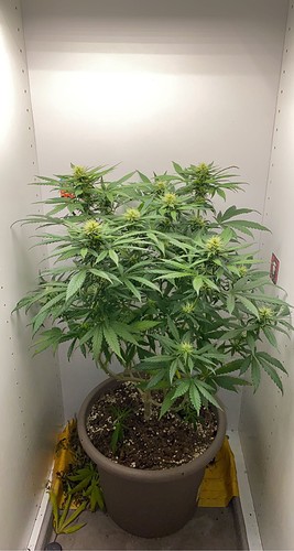Growreport Bild 1