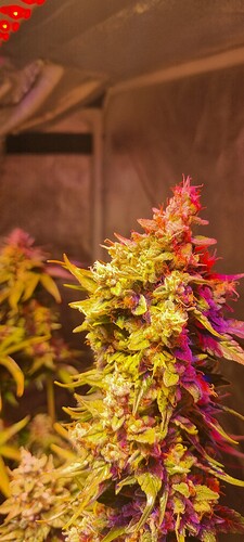 Growreport Bild 30