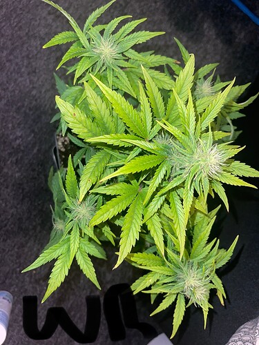 Growreport Bild 11