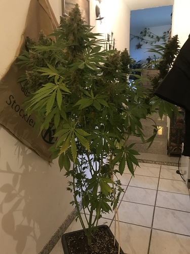 Growreport Bild 2