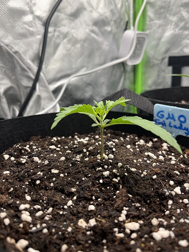Growreport Bild 15