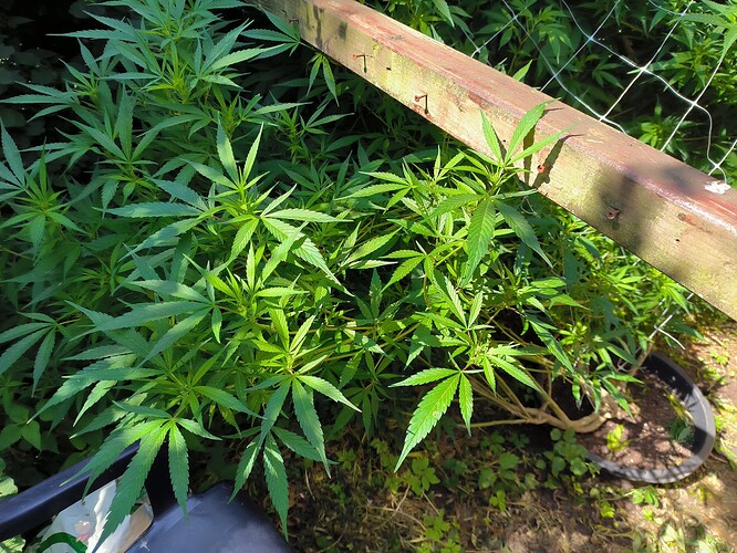 Growreport Bild 2