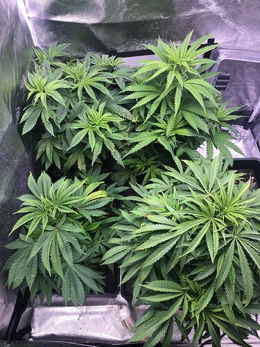 Growreport Bild 1