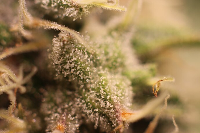 Growreport Bild 38