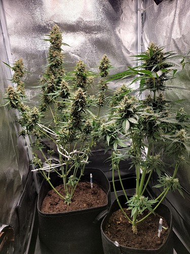 Growreport Bild 1