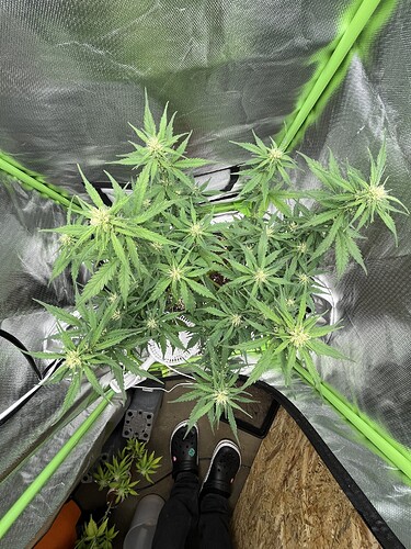 Growreport Bild 2