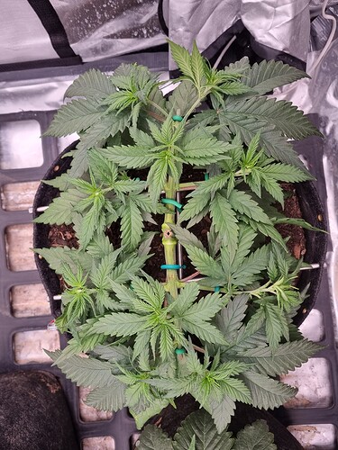 Growreport Bild 33