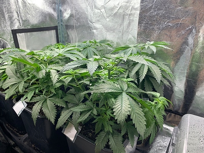 Growreport Bild 20