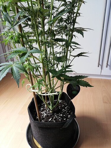 Growreport Bild 55