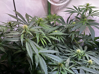 Growreport Bild 5