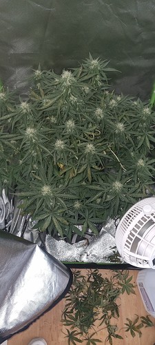 Growreport Bild 9