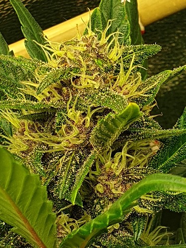 Growreport Bild 6