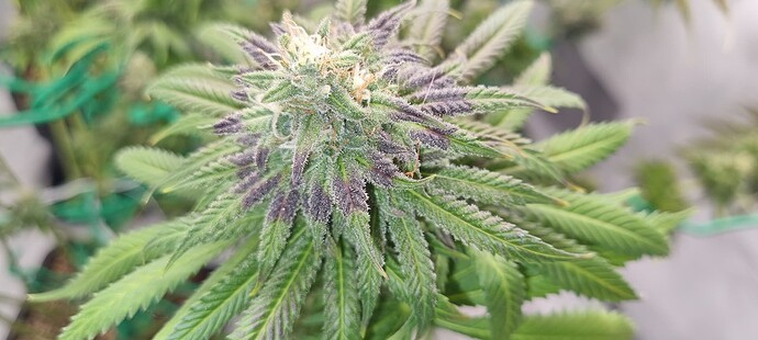 Growreport Bild 17