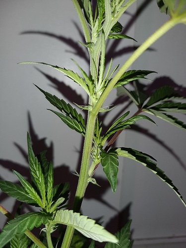 Growreport Bild 8