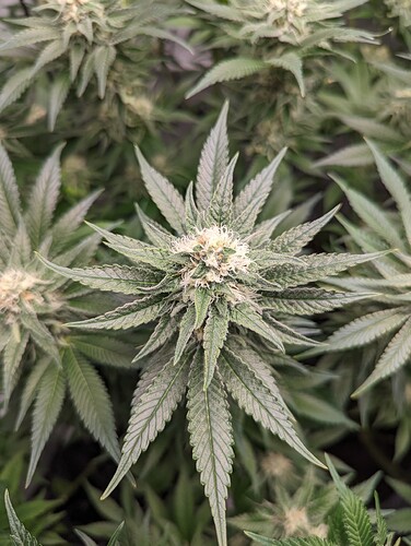 Growreport Bild 11