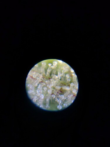Growreport Bild 2