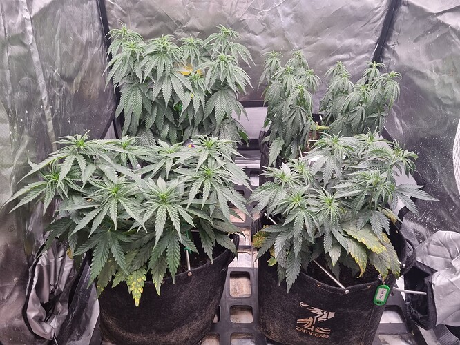Growreport Bild 1