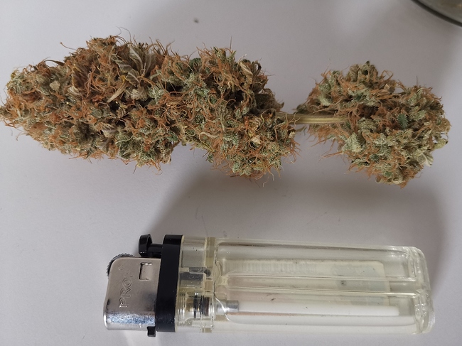 Growreport Bild 5