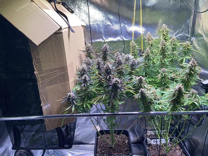 Growreport Bild 1