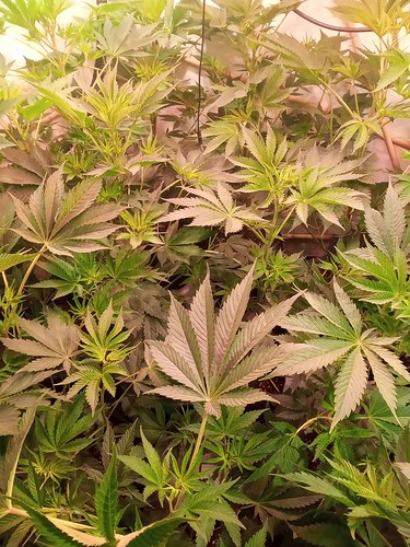 Growreport Bild 48