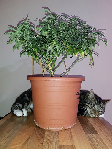 Growreport Bild 1