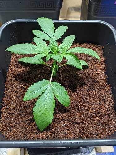 PXL_20210715_185434768 - Kopie